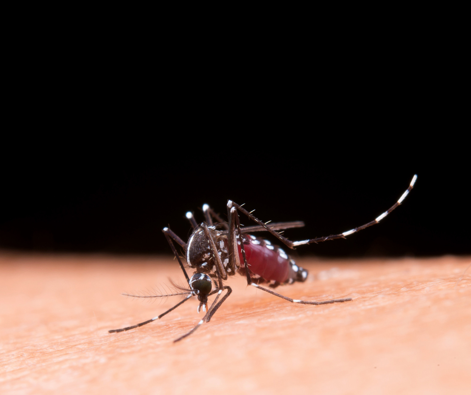 The Rising Cases of Dengue in Kerala and The Urgency for Early Diagnosis